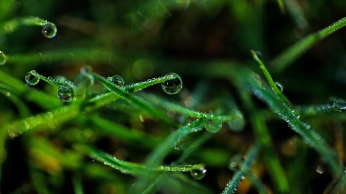 Ozadje: Dew na travi