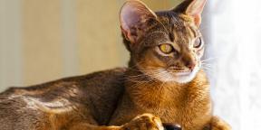 Abesinska mačka: značaj, pogoji pridržanja in ne samo