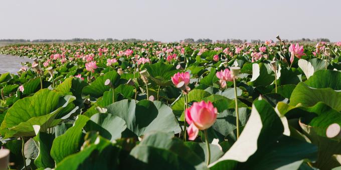 Lotusova polja v Astrahanu