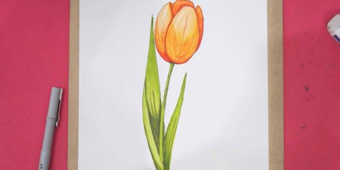 Kako narisati en realističen tulipan