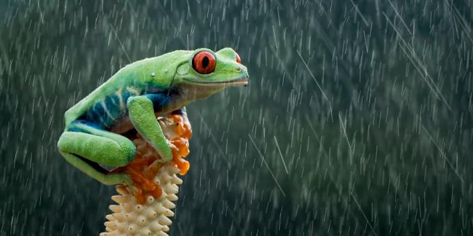 2019 najboljša slika: rdeče oči žaba