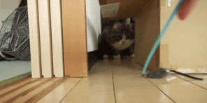 5 razlogov, zakaj mačke toliko kot škatla