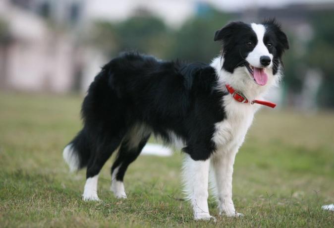 Top 10 najbolj inteligentnih pasem psov: Border Collie