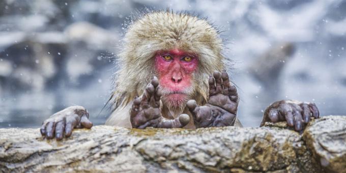 Najbolj smešne fotografije živali - opice