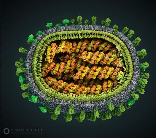 Model virusa gripe