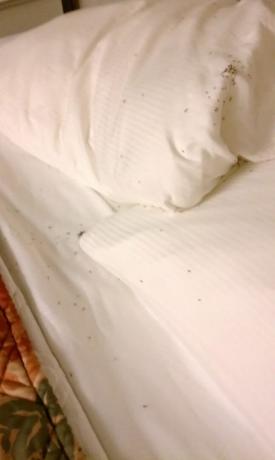 žuželke v hotelski sobi