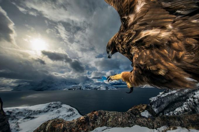 20 najboljših fotografij narave v letu 2019 v skladu z naravo fotograf leta