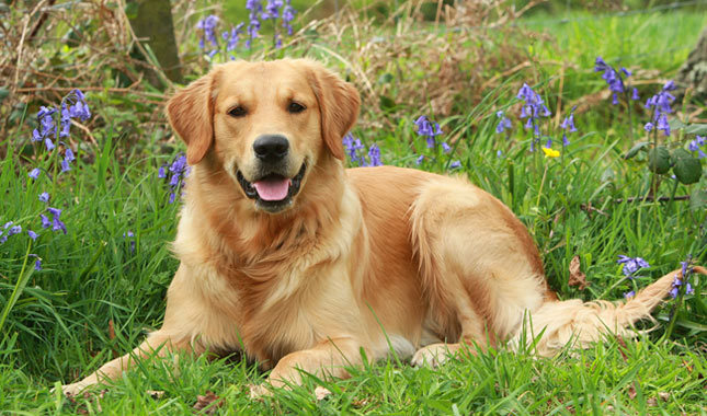 Top 10 najbolj inteligentnih pasem psov: Zlati prinašalec