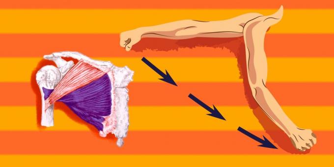 Vaje za prsne mišice: naložiti več kot spodnji del prsne mišice, ste dodeljeni proti rami prevesti naprej in navzdol