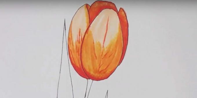 Kako narisati tulipan: po risbi pojdite z brezbarvnim markerjem