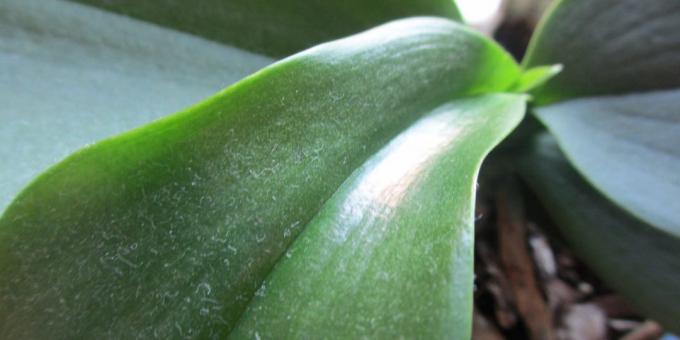 Kako zalivati ​​orhidejo: znebiti prahu na listih, poskrbi za tuš rastlin