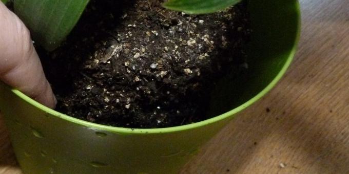 Kako saksiju Sobne rastline: Premik v novo posodo, katere dno razširil gline in nekaj zemlje