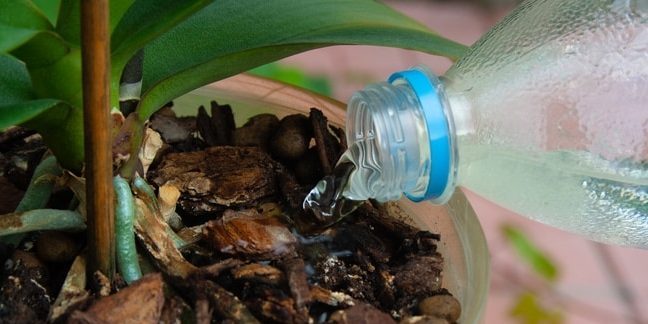 Kako vodo orhideja: Poskusite priti do same naprave, ko se voda razlije