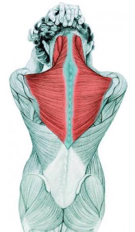 Anatomija raztezanje: raztezanje fleksorjev vratu