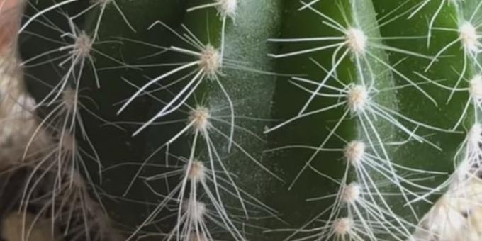 Kako skrbeti za kaktusov: pršice