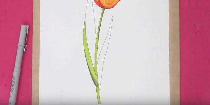 Kako narisati tulipan: pobarvajte steblo in del lista