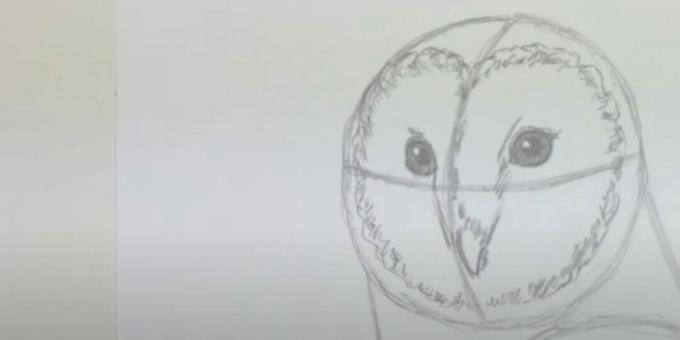 Kako narisati sovo: upodobite kljun in obrazni disk