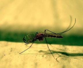 Zaščita pred "Bloodsuckers": domača sredstva za komarjev in drugega mrčesa