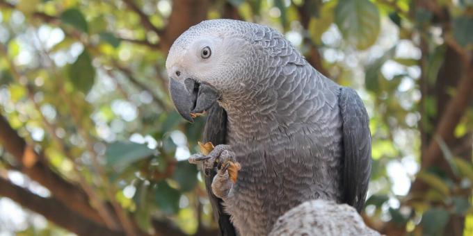 Najpametnejše ptice na svetu: afriške sive papige