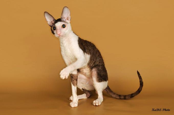 pametna mačka pasme: Cornish Rex