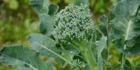 Kako posaditi in skrbeti za brokoli za dobro letino