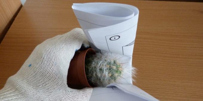Kako skrbeti za kaktusov: Kako presaditev kaktus