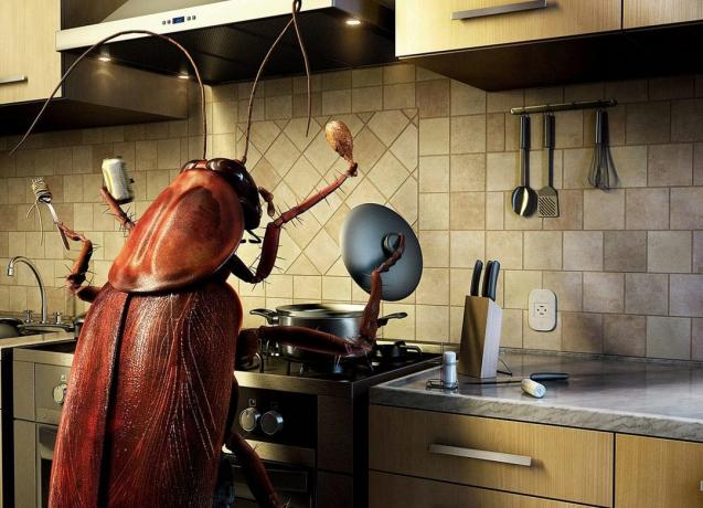 Kako se znebiti ščurki 