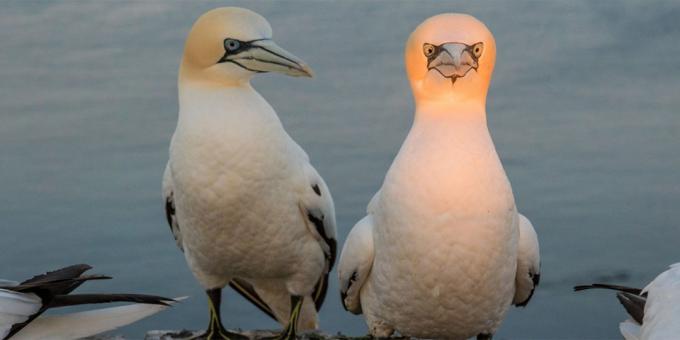 Najbolj smešne fotografije živali - ptica s svetlobno glavo