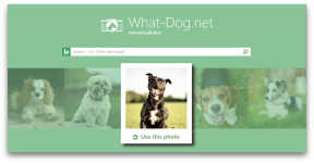 Fetch - inovacije iz Microsofta, ki bo dvignil svojega psa na fotografiji