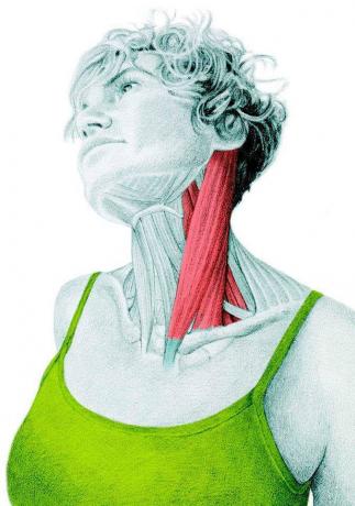 Anatomija raztezanje: raztezanje stranskih fleksorjev vratu