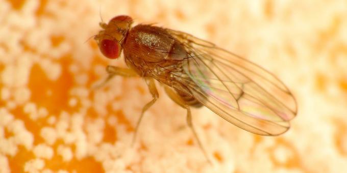 Kako se znebiti gnats v barvah sobi: Drosophila