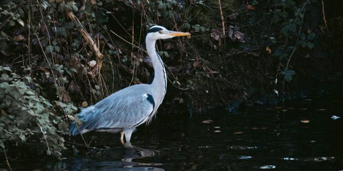 Preživetje divjih živali: Ne hodi ptice iskat vode