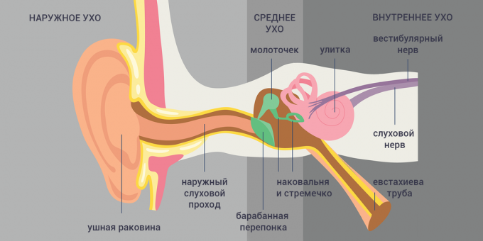 Tubo-otitis: struktura ušesa 