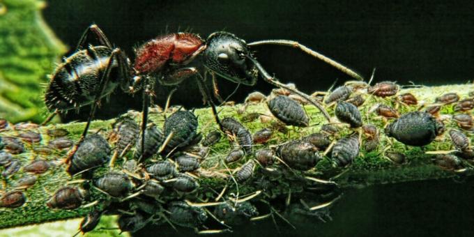 Napačne predstave in zanimiva dejstva o živalih: najmočnejše bitje na svetu je mravlja
