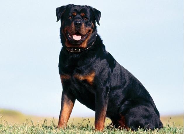 Top 10 najbolj inteligentnih pasem psov: rottweiler