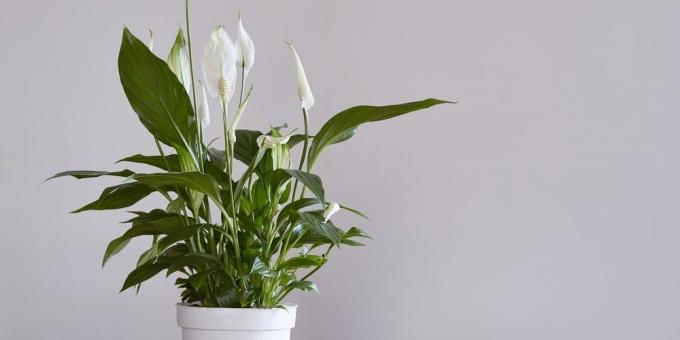 Za nezahtevne rastline: Spathiphyllum