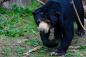 Malezija: 452-meter dvojčka in miniaturni medvedka
