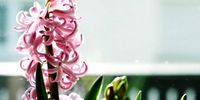 Za tiste, ki želijo, da raste Hyacinth skrb zanj - pekoča tema je pomembna in kako skrbeti za hyacinth med cvetenjem