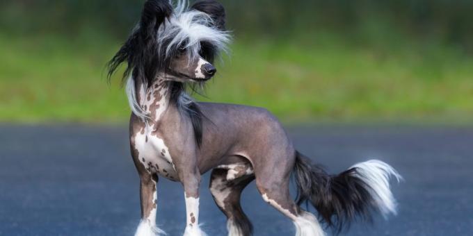 pes za stanovanje: Chinese Crested pes