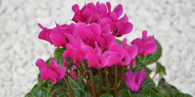 Nezahtevno sobne rastline: Cyclamen Perzijski