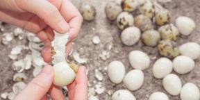 Kako in koliko kuhati prepeličja jajca