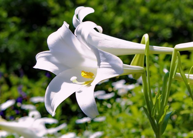 lily Longiflorum