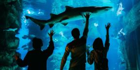 5 razlogov za obisk akvarija