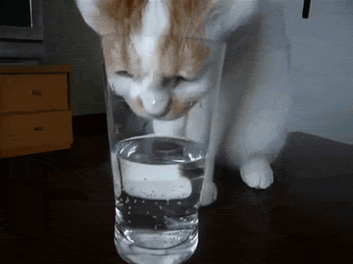 Cat pitne vode