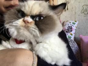 Grumpy Cat 2.0: nova godrnjava mačka osvaja internet