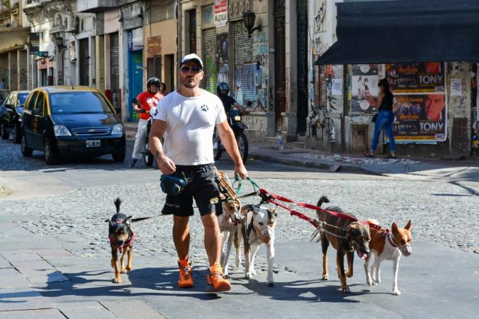 obiščite Argentina: Psi