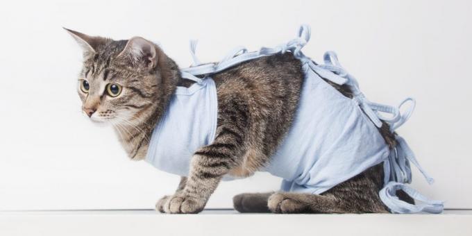 Sterilizacijo in kastracijo mačke: odejo