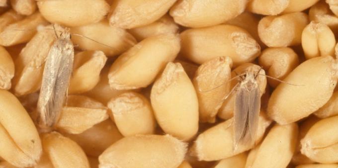 Kako se znebiti moljev hrane