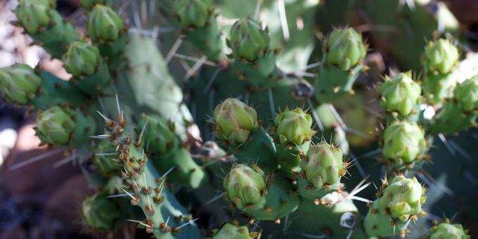 Kako skrbeti za kaktus: izgnani kaktus brsti