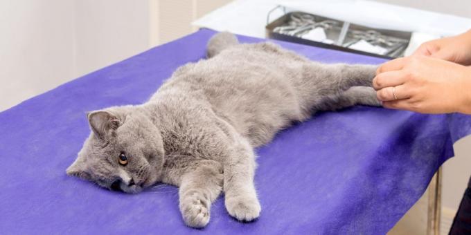 Priprava mačke za sterilizacijo